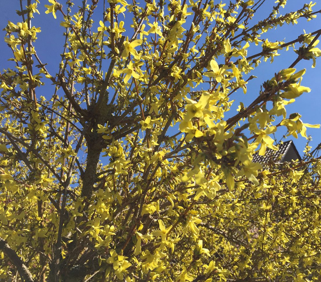 Dehner Zierstrauch Forsythie Weekend, Goldlöckchen, gelbe Blüten, frühblühende Gartenpflanze