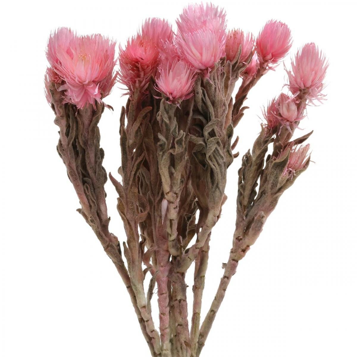 Trockenblume Trockenblumen Rosa Strohblumen Capblumen H30cm günstig online kaufen