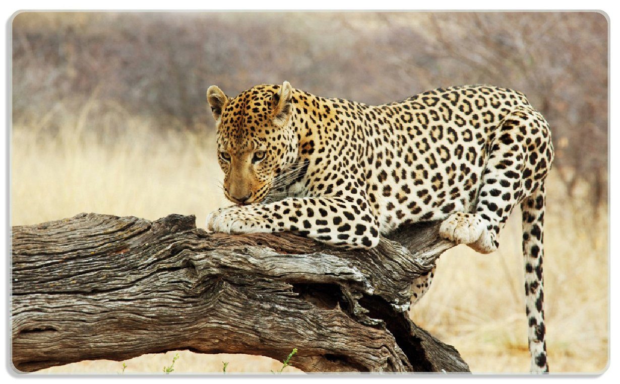 Wallario Frühstücksbrett Leopard auf Baumstamm in Afrika, ESG-Sicherheitsglas, (inkl. rutschfester Gummifüße 4mm, 1-St), 14x23cm