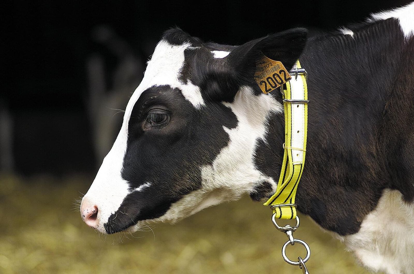 Horizont Tier-Halsband KAMER Nylon-Kälberhalsriemen lederverstärkt (80 cm) schwarz gelb