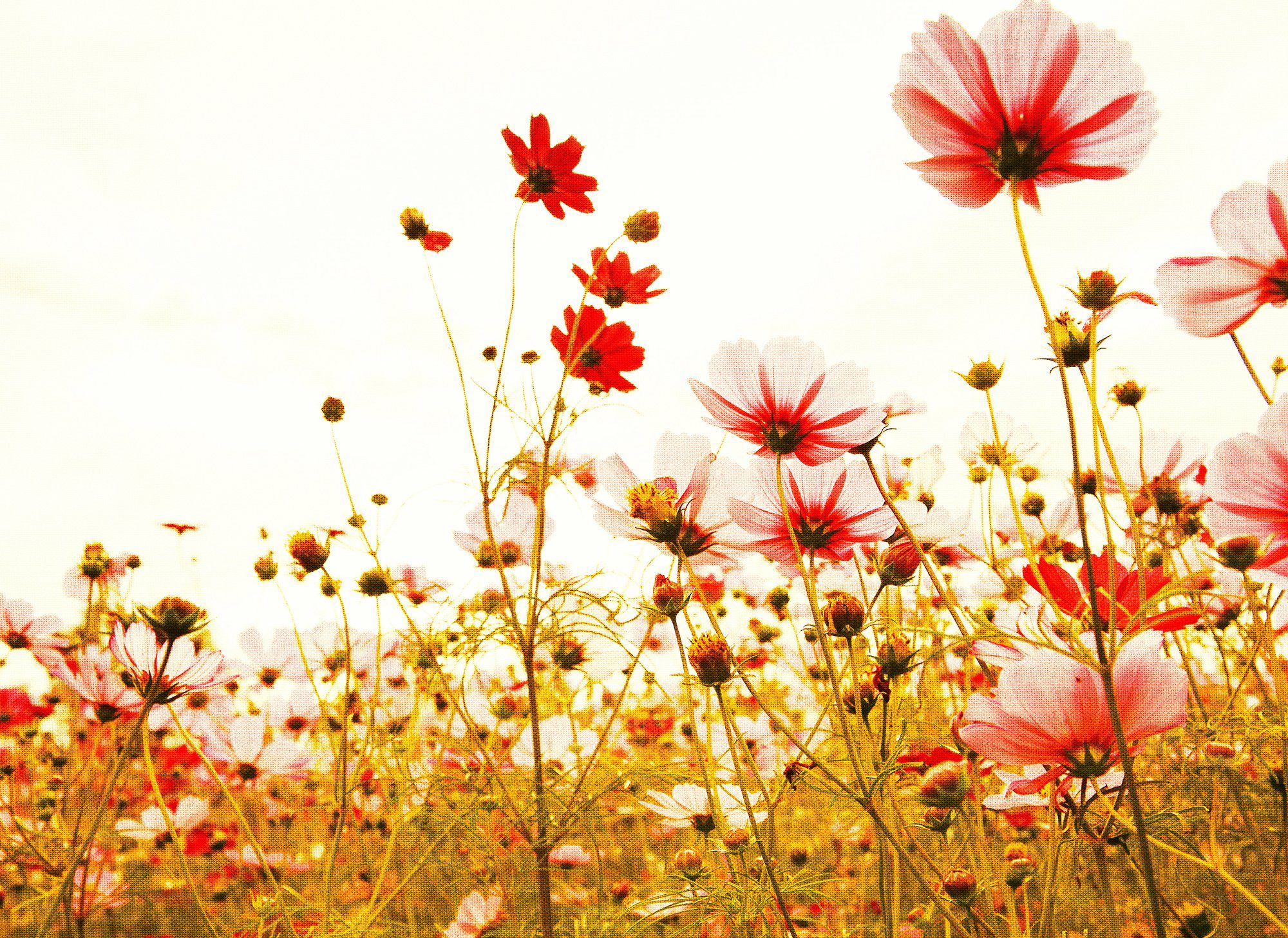 living walls Fototapete Designwalls Flower Meadow 2, glatt, (5 St), Vlies, Wand, Schräge, Decke