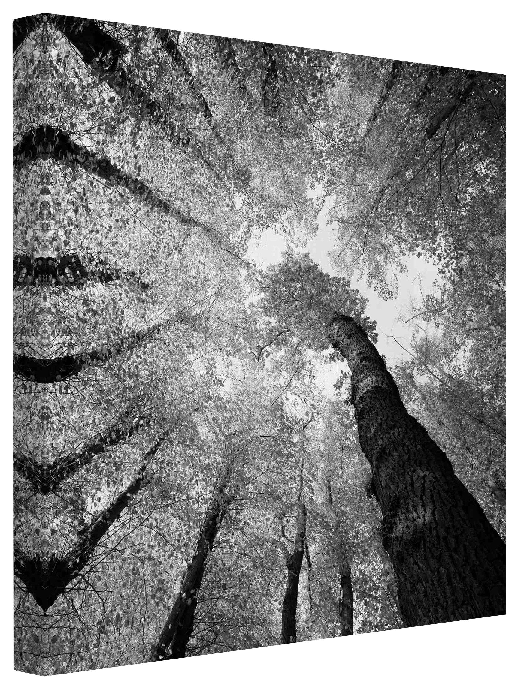 Leinwandbild Wald Natur Bäume des Lebens schwarz weiss Bild auf Leinwand Groß XXL