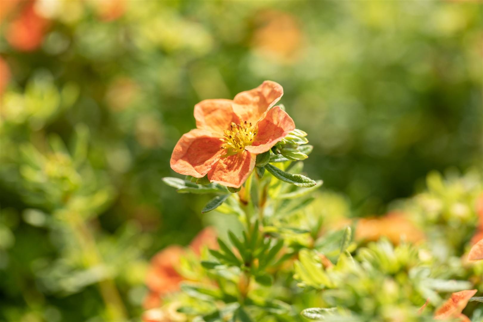 Pflanzen für Dich Bodendecker Potentilla Red Ace, 1 St., Fingerstrauch, Fünffingerstrauch, leuchtend rot, lange blütezeit