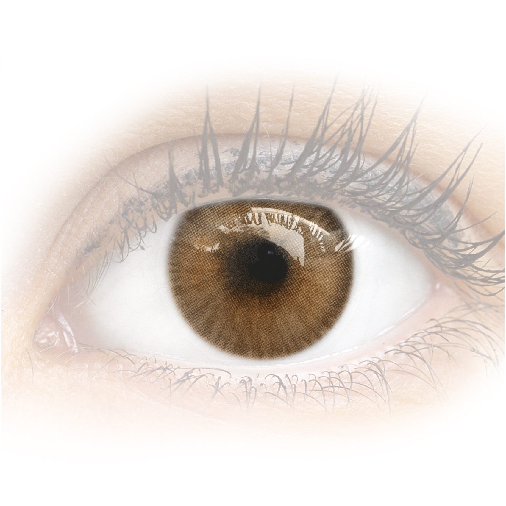 GLAMLENS Monatslinsen Sehr stark deckende und natürliche braune Linsen "Limone Brown"