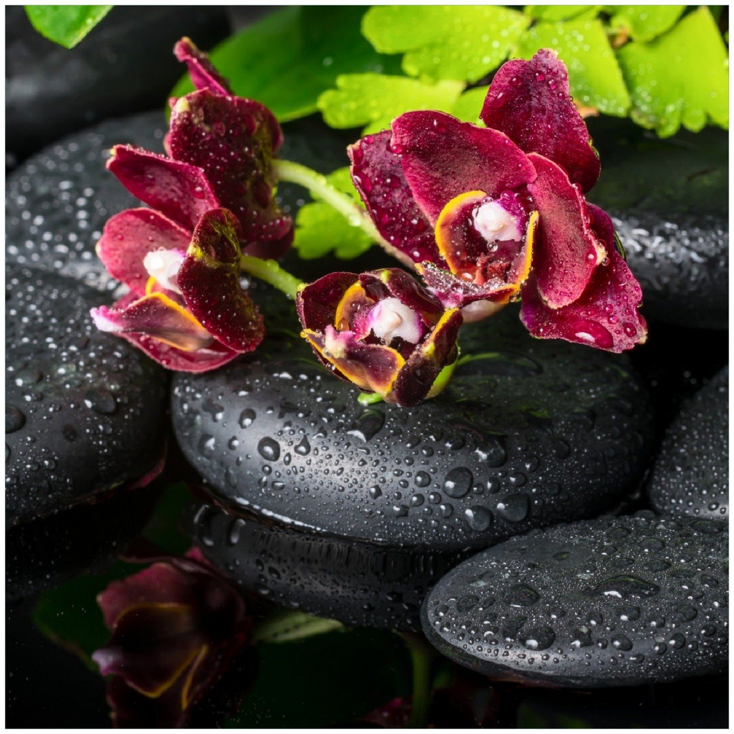 Wallario Glasbild, Dunkelrote Orchideen-Blüte auf schwarzen Steinen mit Regentropfen, in verschiedenen Ausführungen