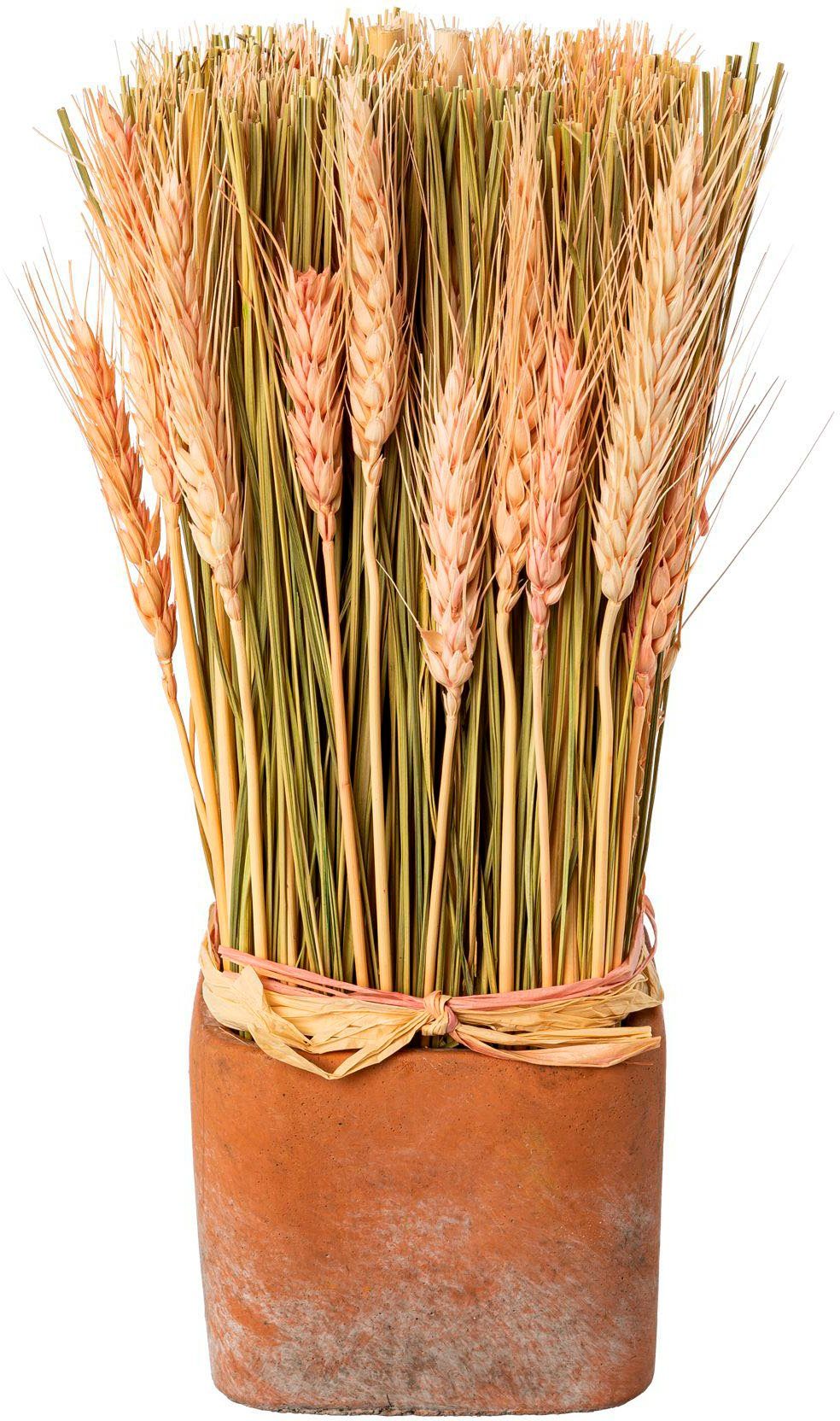 Trockenblume Trockenblumen imTopf, Creativ home, Höhe 30 cm