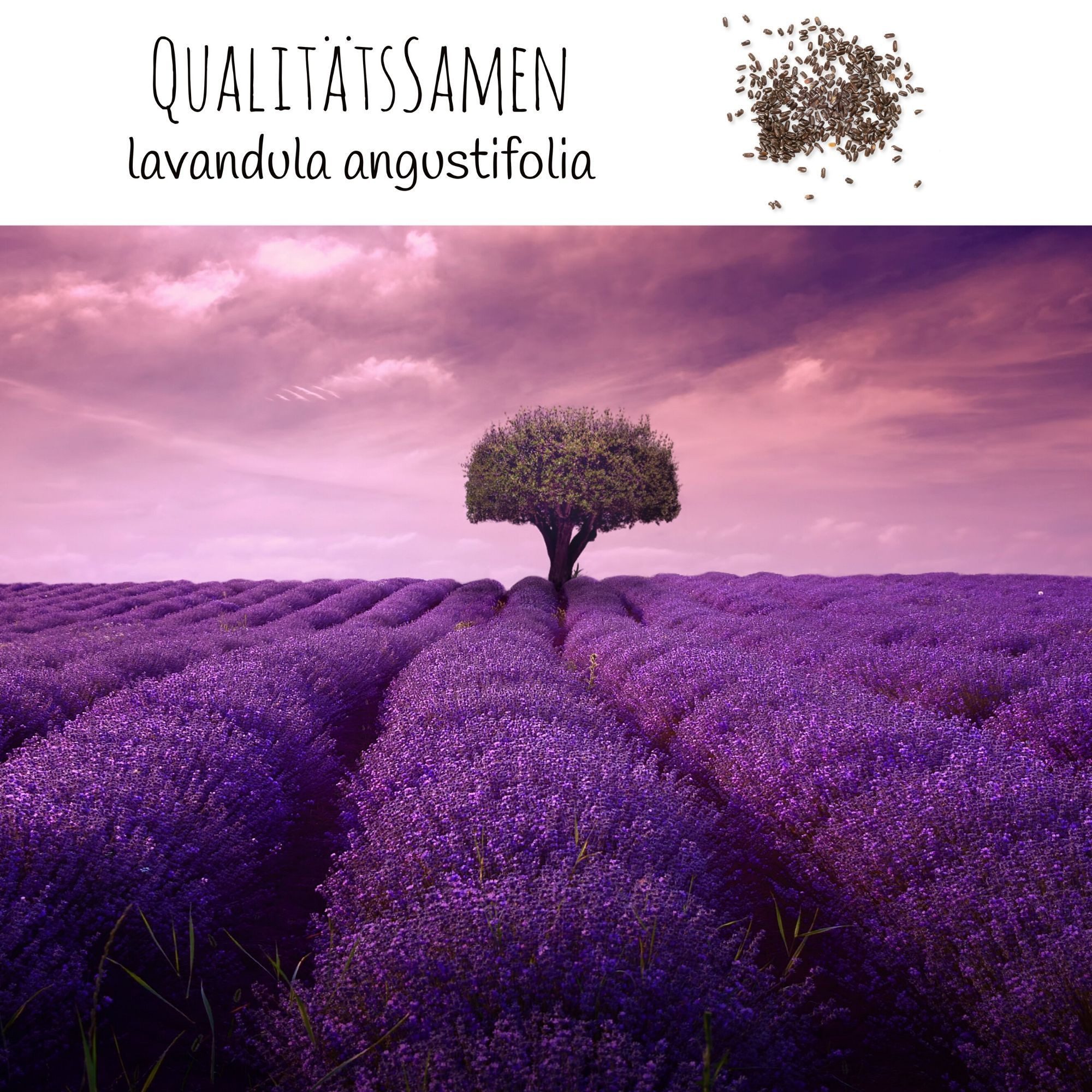 HappySeed Blumensamen 300x Lavendel Samen mit hoher Keimrate - Vielseitig einsetzbar, Blumen – Bild 5 von 5