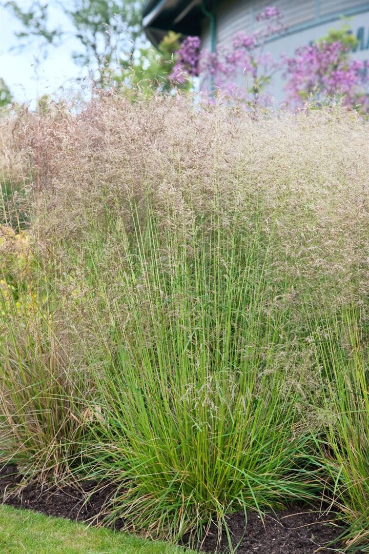Pflanzen für Dich Gräser Deschampsia cesp. Goldtau, 1 St., Rasen-Schmiele, Goldschleiergras, goldene Ähren, winterhart