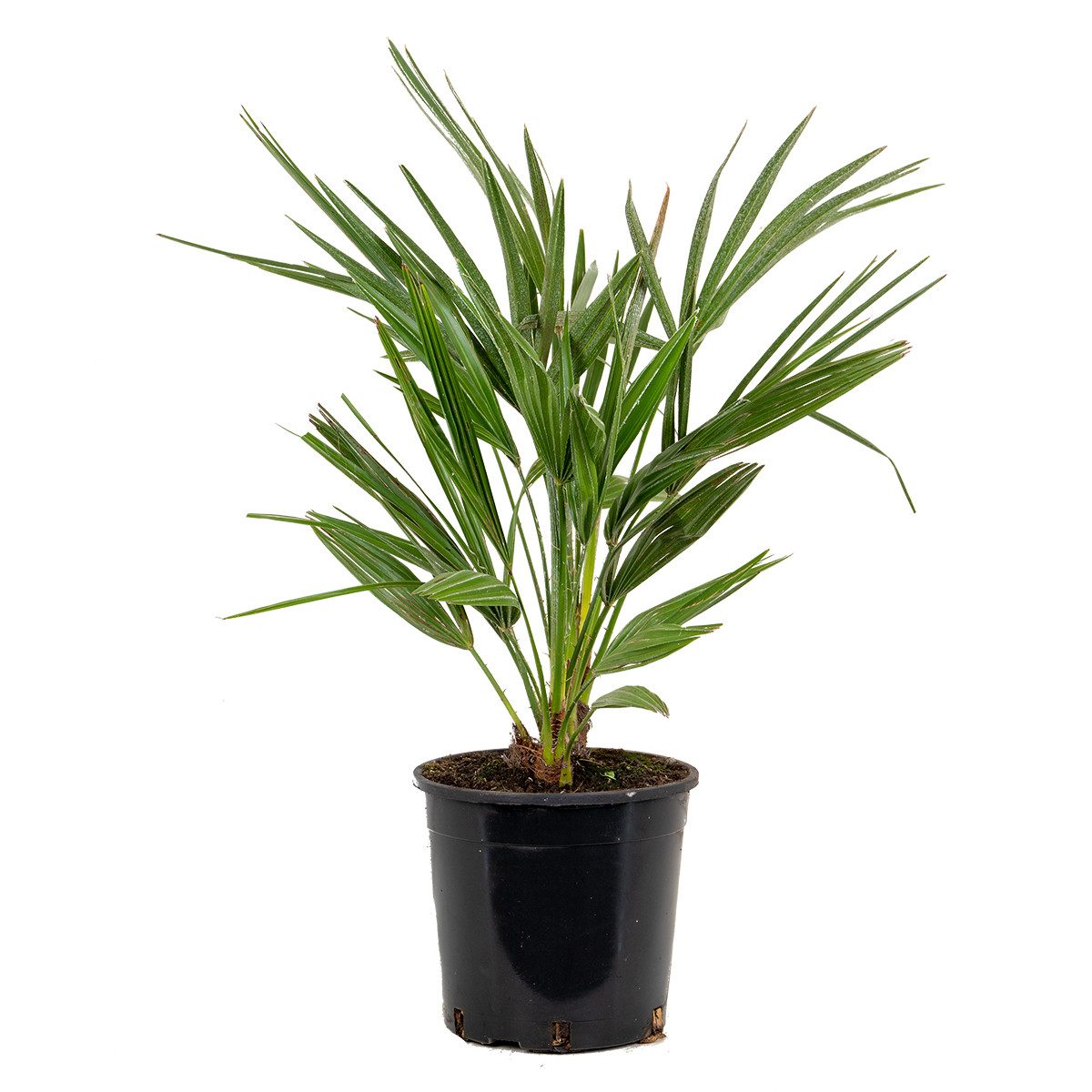 Bloomique Kübelpflanzen Bloomique - Chamaerops Humilis - Europäische Zwergpalme - Palmen Winte, 1 St.