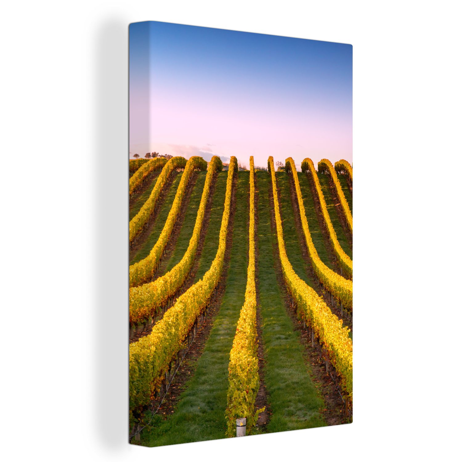 OneMillionCanvasses® Leinwandbild Reihen von Rebstöcken in einem Weinberg in Neuseeland., (1 St), Leinwandbild fertig bespannt inkl. Zackenaufhänger, Gemälde, 20x30 cm