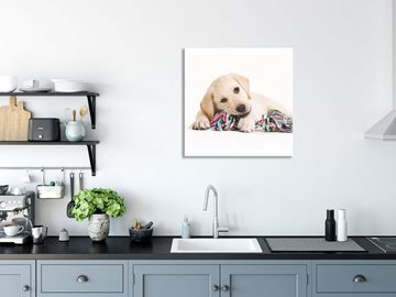 Pixxprint Glasbild Hundewelpe, Hundewelpe (1 St), Glasbild aus Echtglas, inkl. Aufhängungen und Abstandshalter