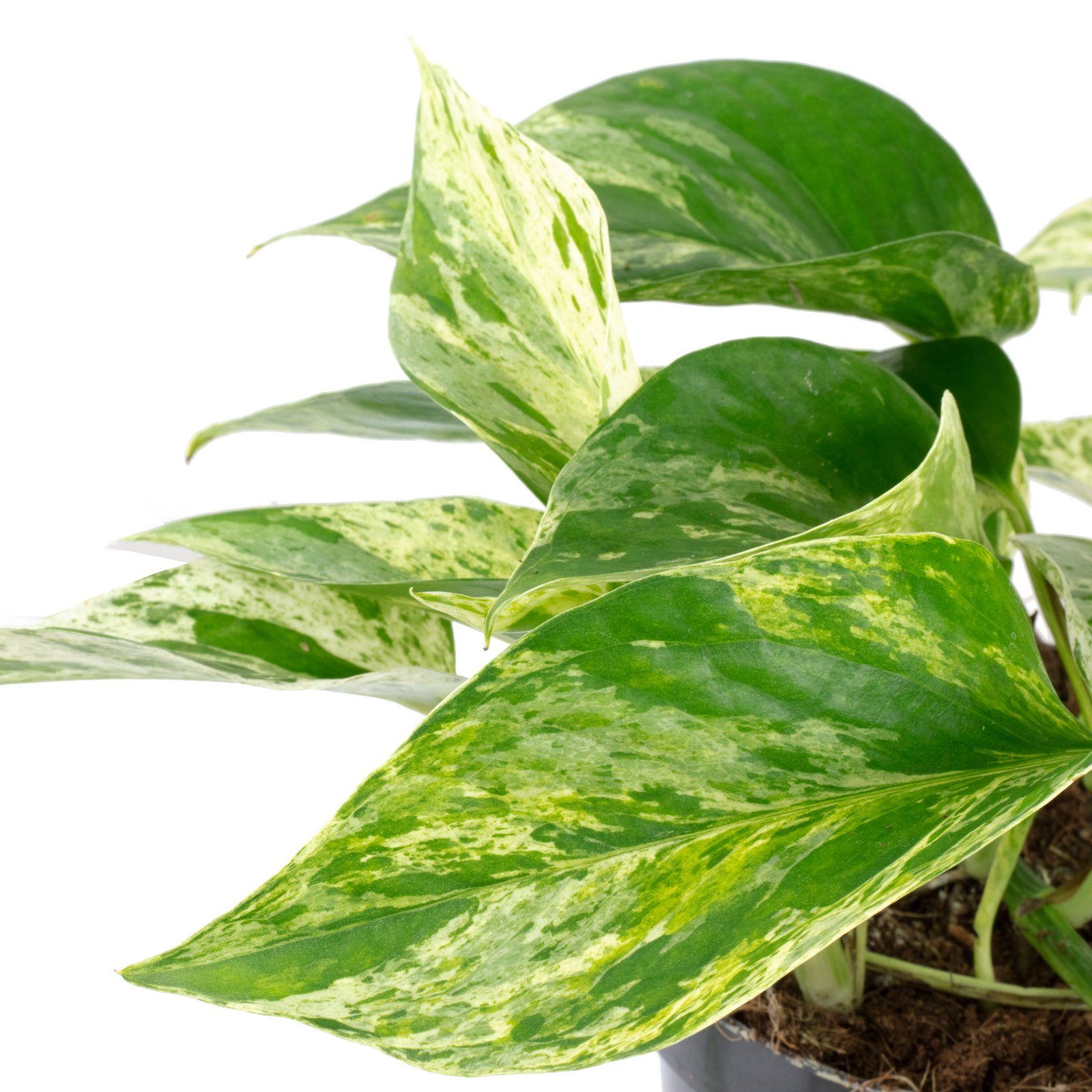 Flowerbox Zimmerpflanze Efeutute - Epipremnum aureum, - Höhe ca. 15 cm, Topf-Ø 12 cm