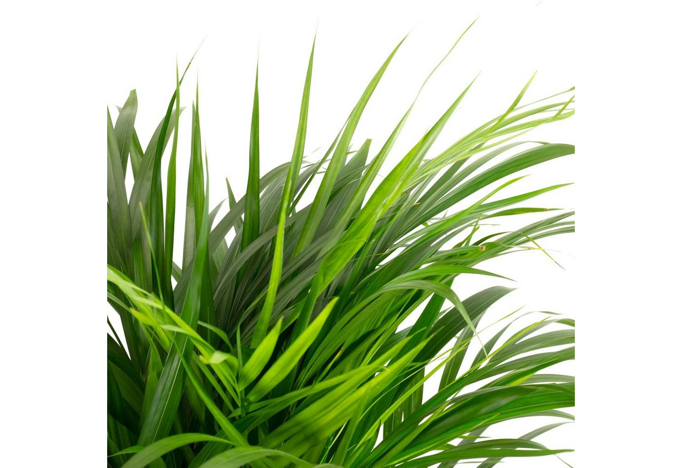 Thumbnail - Flowerbox Zimmerpflanze Goldfruchtpalme - Areca Dypsis Lutescens, - Höhe ca. 100 cm, Topf-Ø 21 cm