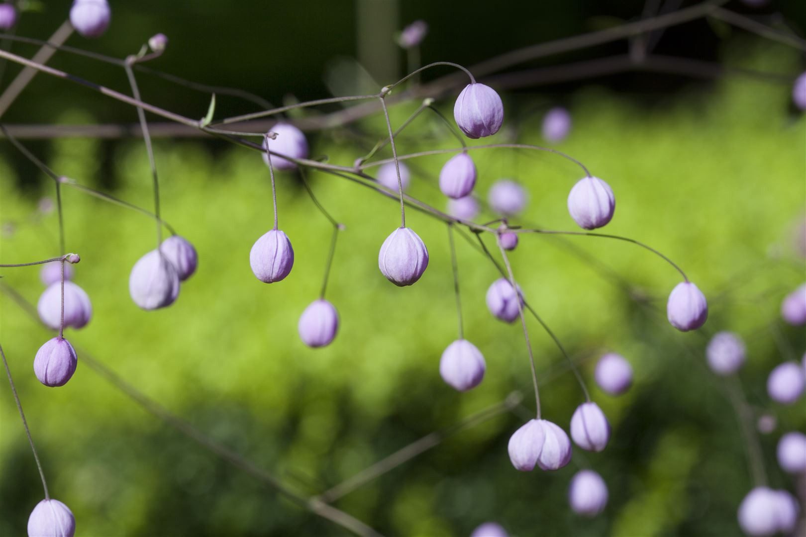 Pflanzen für Dich Staude Thalictrum delavayi, 1 St., Wiesenraute, Chinesische Wiesenraute