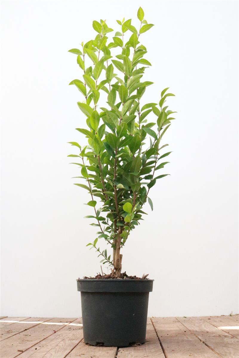 Pflanzen für Dich Gehölze Ligustrum ovalifolium, 1 St., Ovalblättriger Liguster, Gartenliguster