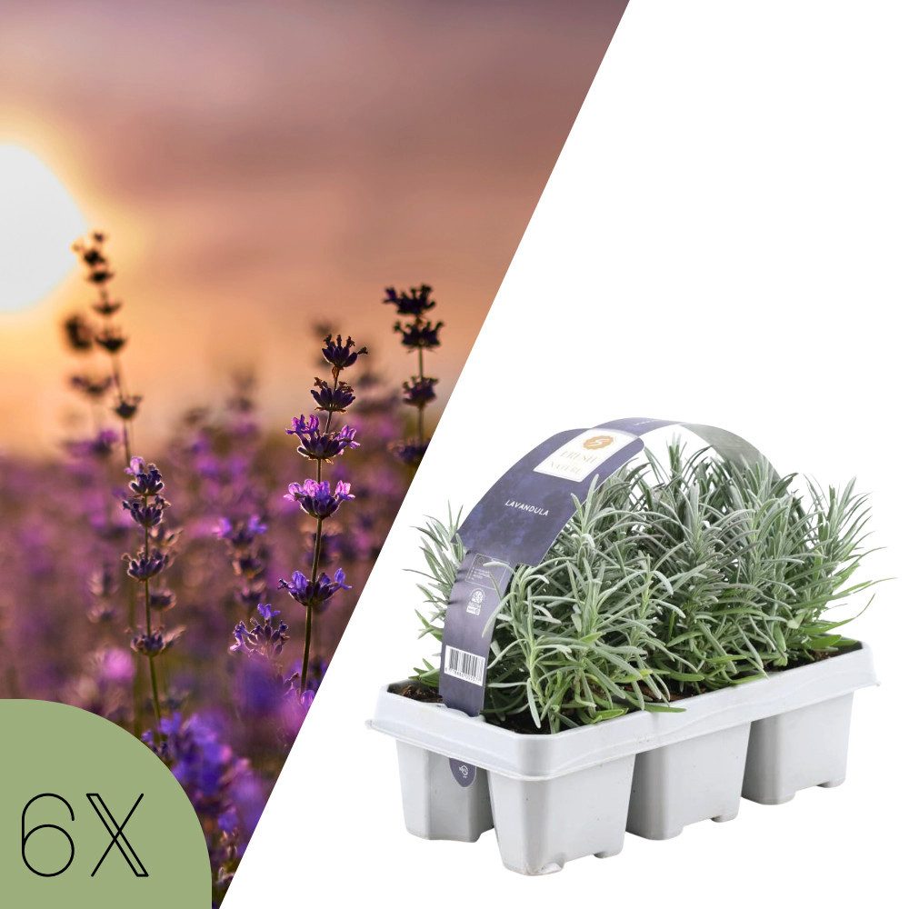 NatureNest Staude Blauer Lavendel Set 6 Pflanzen Ø7 cm, Höhe ca. 15 cm winterhart
