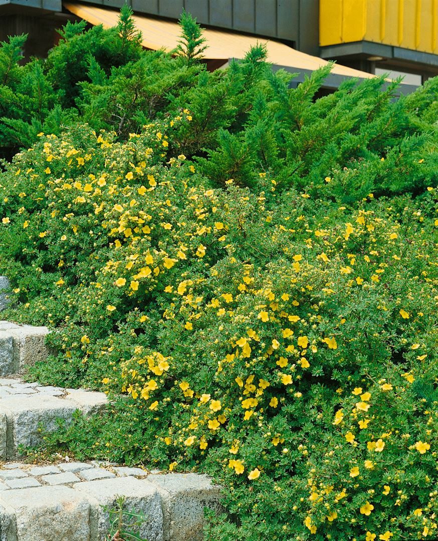 Pflanzen für Dich Bodendecker Potentilla Goldteppich, 1 St., Fingerstrauch, Fünffingerstrauch, gelbblühend, bodendecker