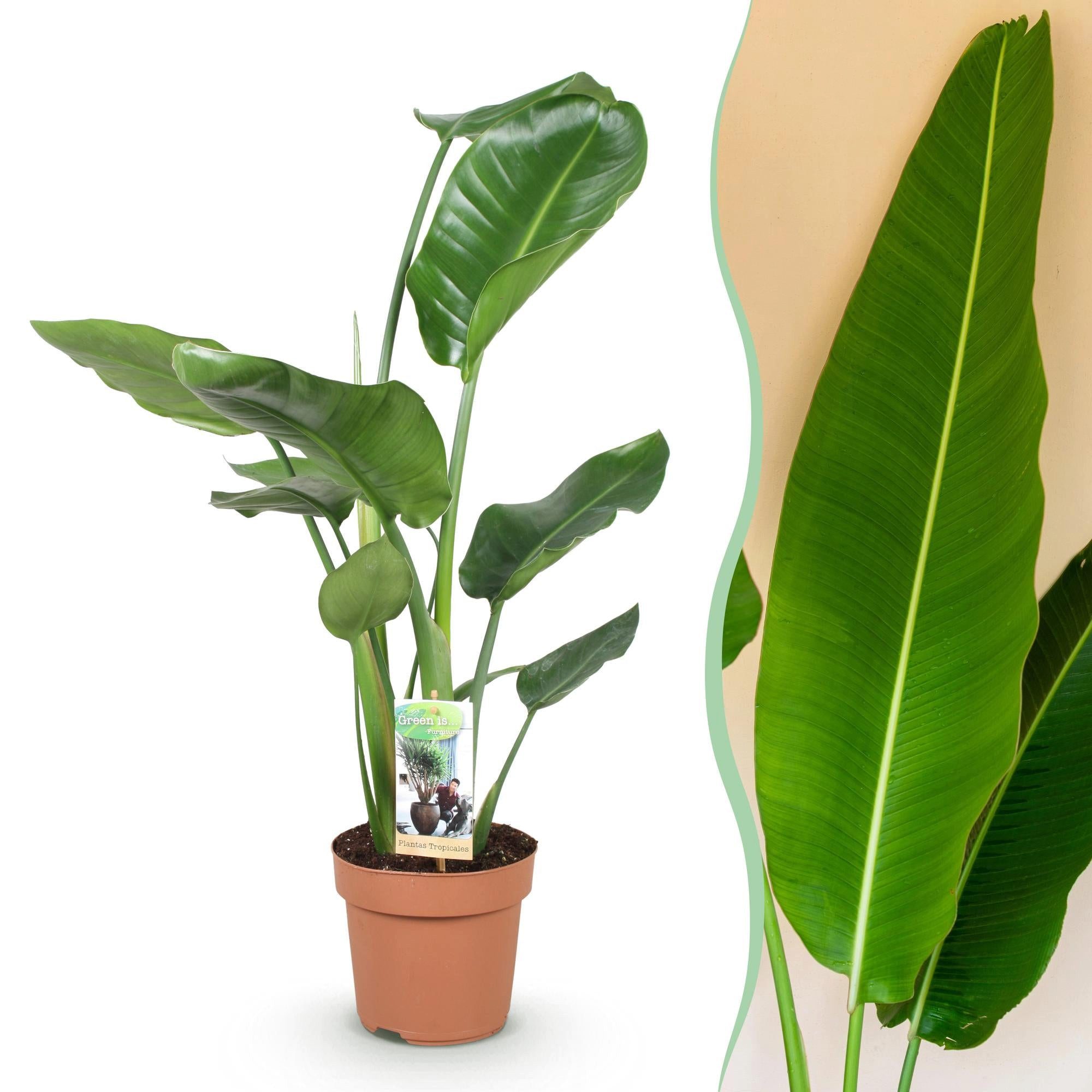 Florora Zimmerpflanze Strelitzia Stelitzia Nicolai – 90 cm – Bild 2 von 4