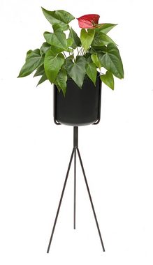 DanDiBo Blumenständer Blumenständer mit Topf Metall Schwarz 80 cm Blumenhocker 96022 Blumensäule Modern Pflanzenständer Pflanzenhocker