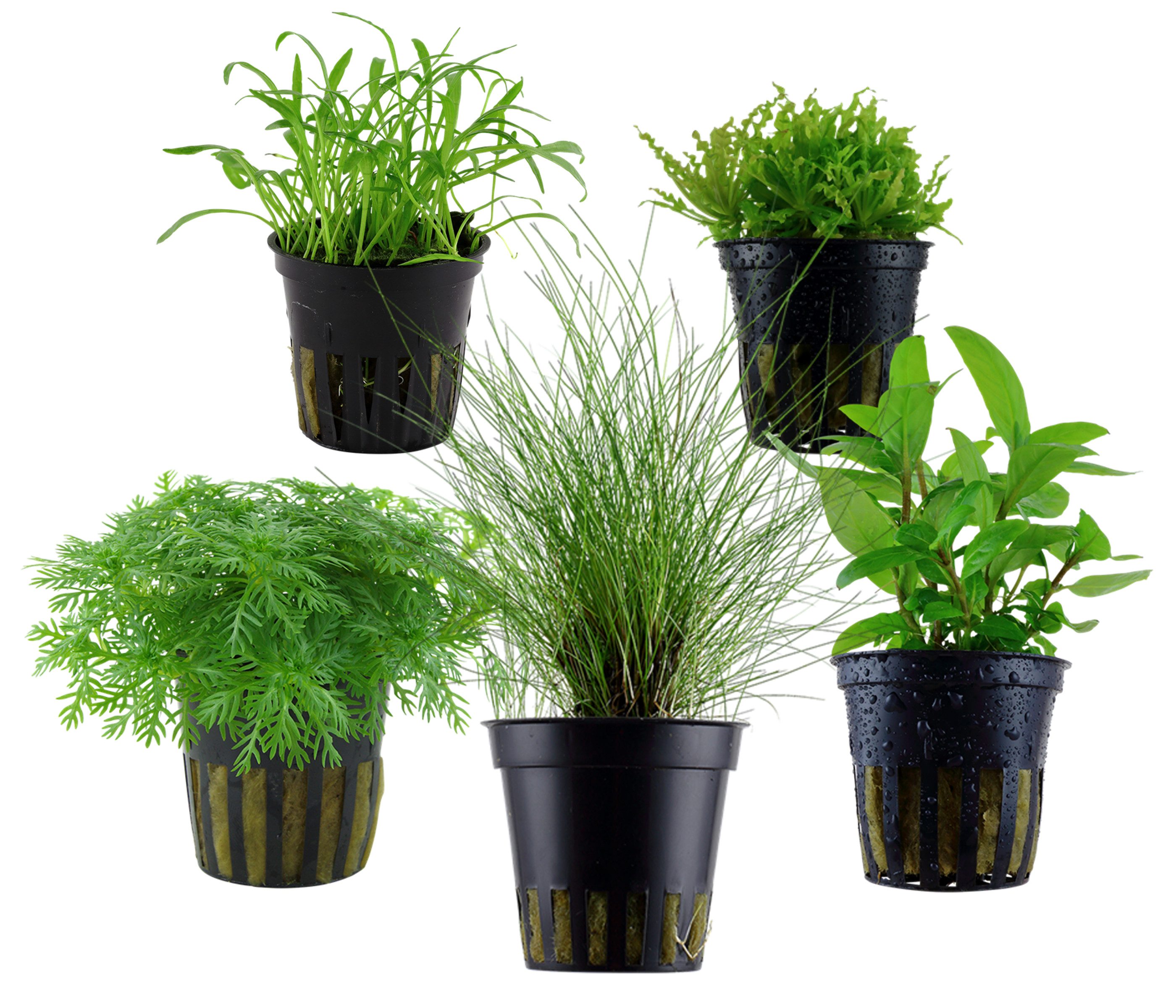 Dehner Wasserpflanze Aquarienpflanzen Set, 5-teilig, Vordergrund 202, je ca. 3-10 cm, robuste Wasserpflanzen für Süßwasser Aquarien