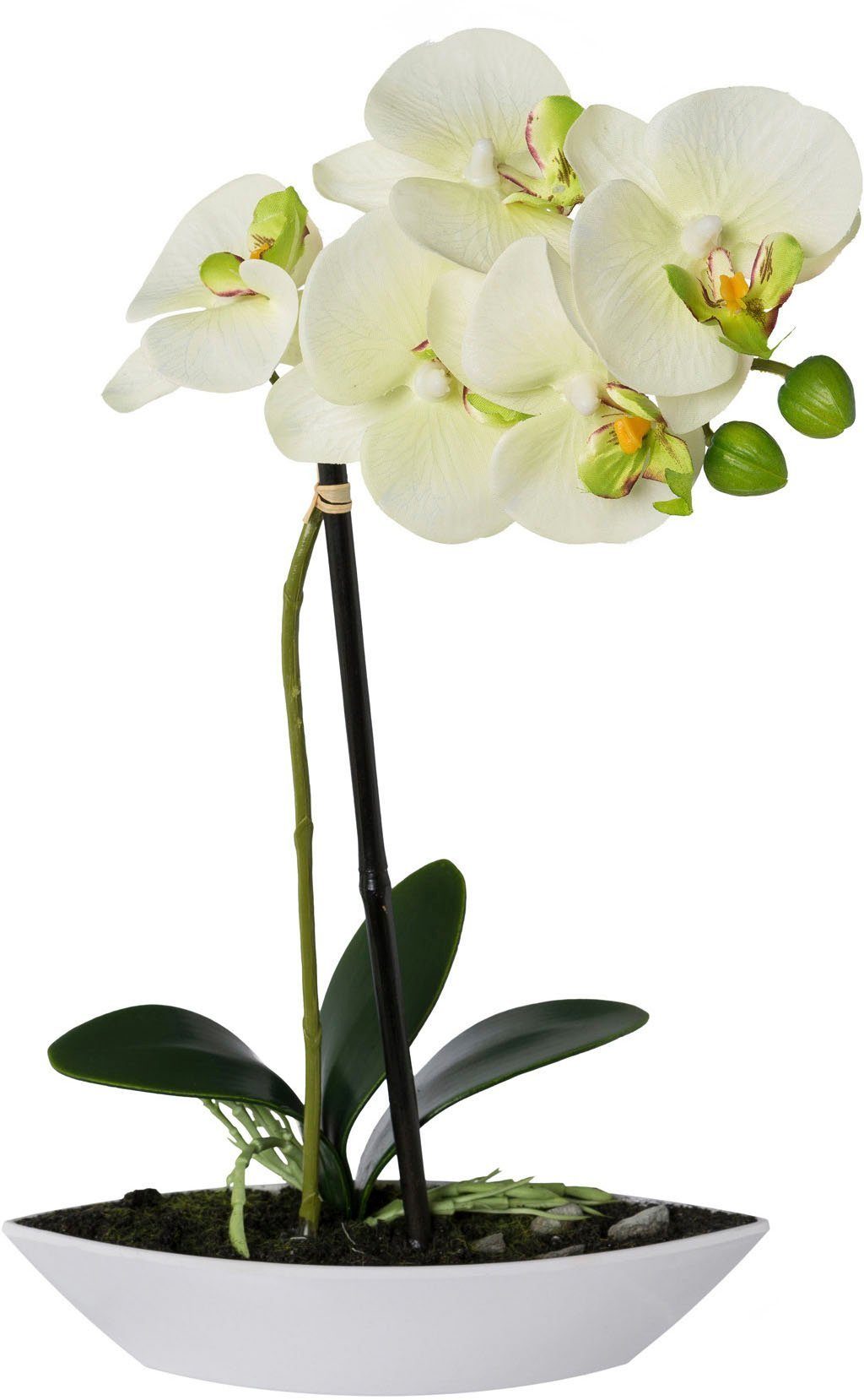 Kunstorchidee Phalaenopsis, Creativ grün Kunststoffschale Set, 2er cm, Höhe green, in 30