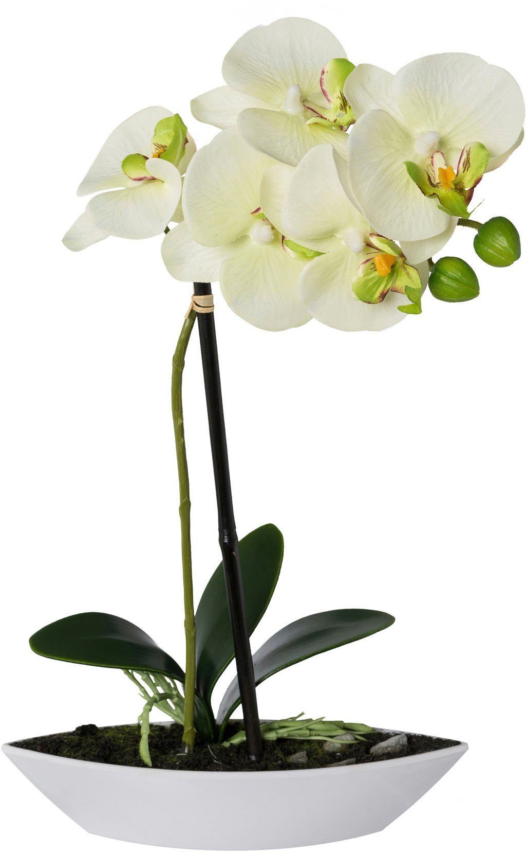 2er green, Creativ Kunststoffschale 30 Kunstorchidee Phalaenopsis, Set, cm, in Höhe