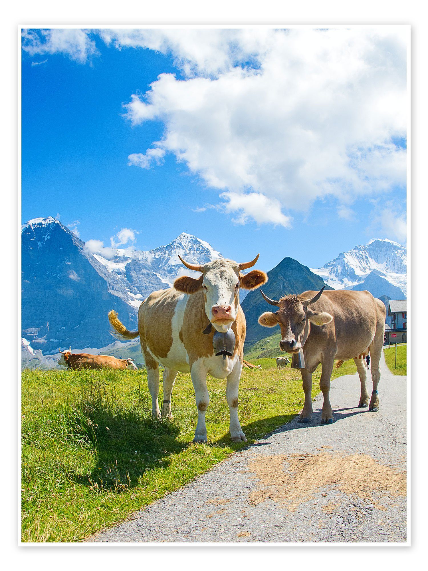 Posterlounge Poster Editors Choice, Kühe auf der Alm, Fotografie