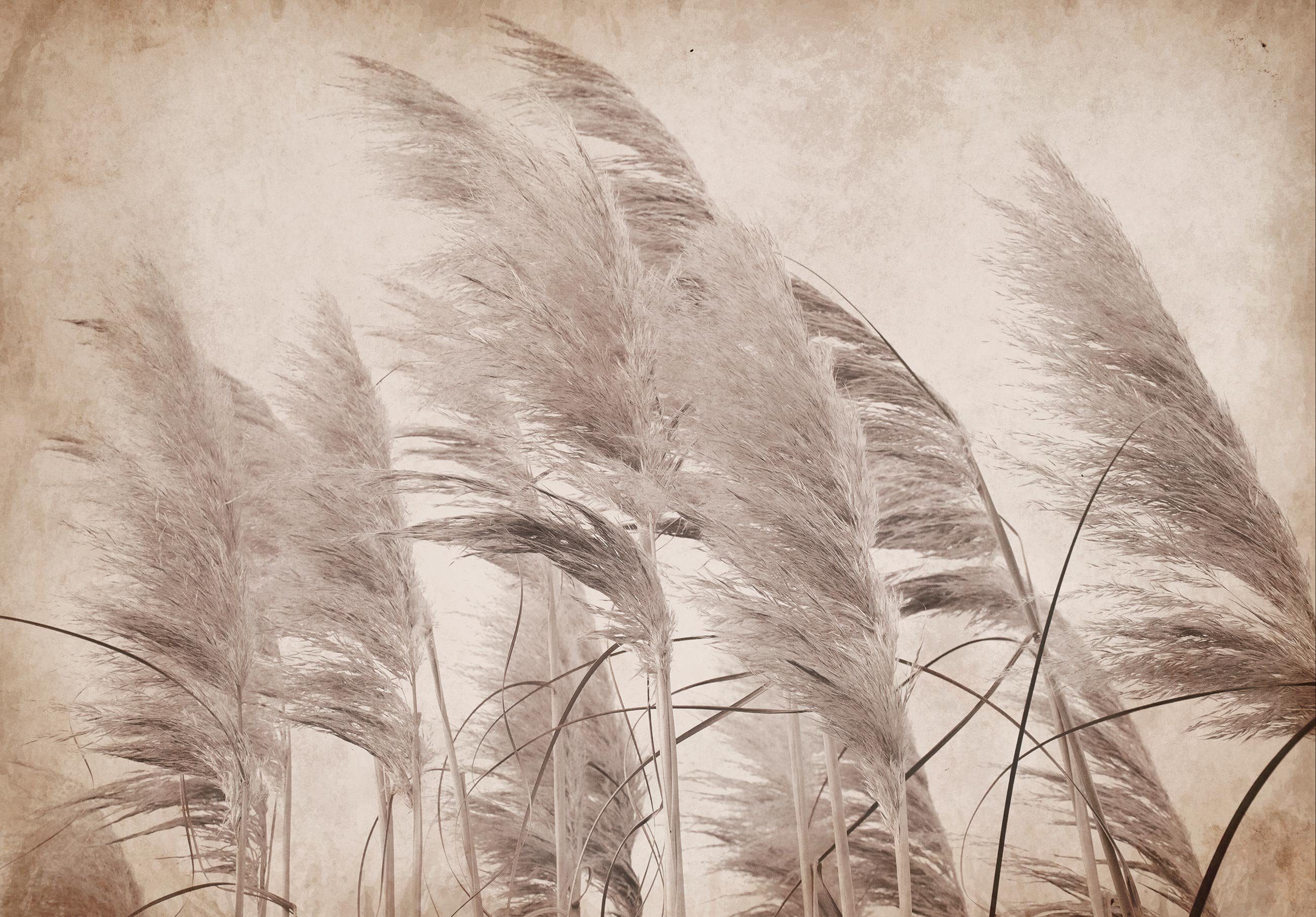 Kleister Natur Wohnzimmer Pampasgras Sepia Tapete Glatt, Wallarena Fototapete Wandtapete, Vlies Beton, inklusive Vliestapete Schlafzimmer