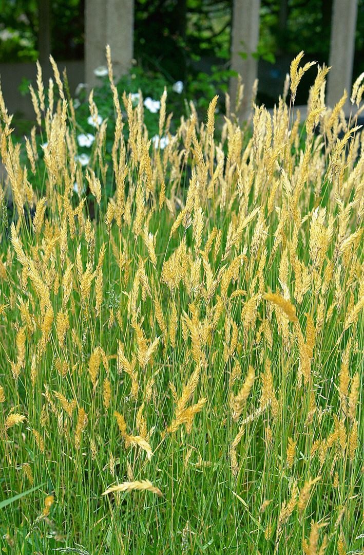 Pflanzen für Dich Травы Anthoxanthum odoratum, 1 St., Duftendes Ruchgras, Wohlriechendes Ruchgras, Gemeines Ruchgras, duftend, frühblühend