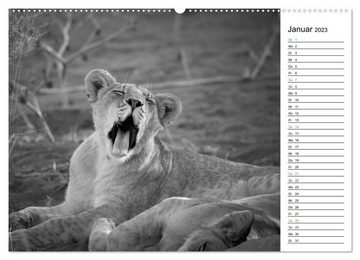 CALVENDO Wandkalender Löwen schwarz weiß (Premium, hochwertiger DIN A2 Wandkalender 2023, Kunstdruck in Hochglanz)