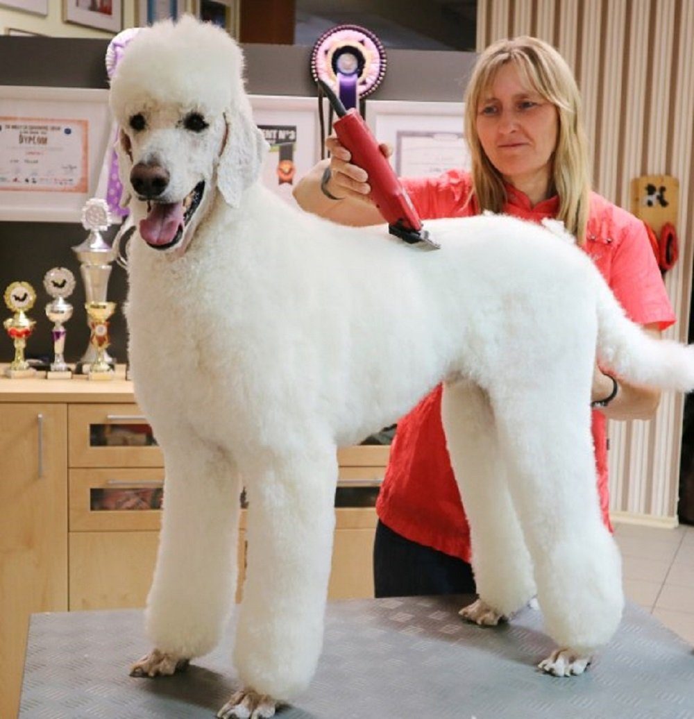 Kerbl Hundeschermaschine Aesculap Schermaschine Favorita SPEED