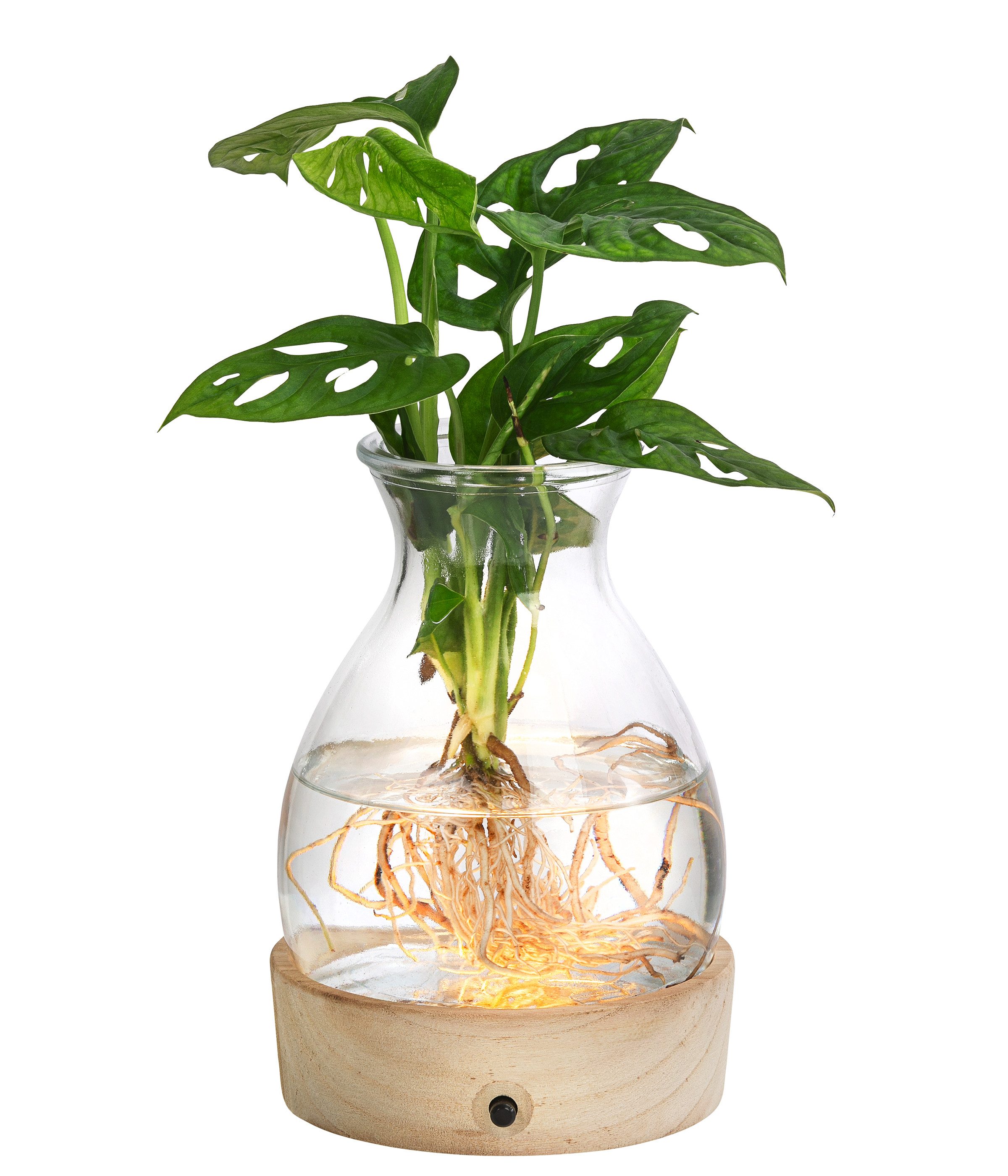 Dehner Zimmerpflanze Waterplant Fensterblatt im Glas, Monstera, mit LED, Mo günstig online kaufen