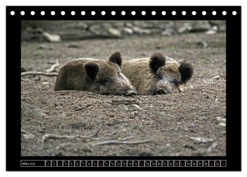 CALVENDO Wandkalender Wildschweine (Tischkalender 2024 DIN A5 quer), CALVENDO Monatskalender