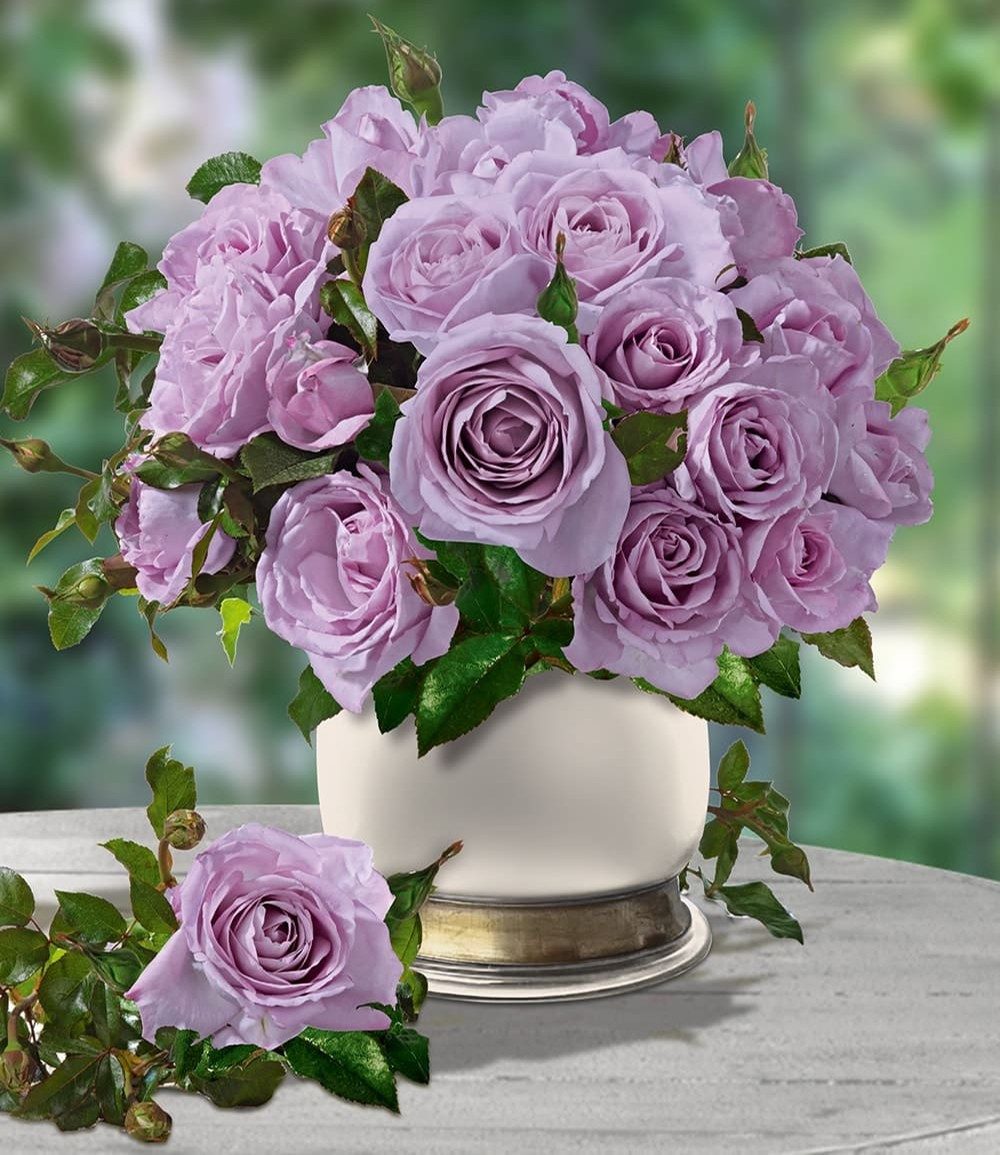 BALDUR Garten Rose Parfum-Rose 'Mamy Blue®', 1 St., Teehybride, winterhart, mehrjährig, duftend, pflegeleicht