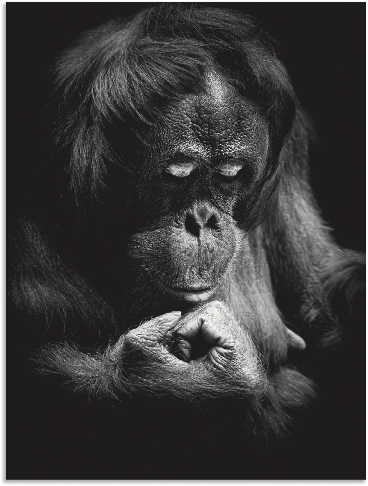 Leinwandbild, versch. Wandbild in Artland als oder Poster Orang Wandaufkleber Alubild, St), Affenbilder Größen (1 Utan,