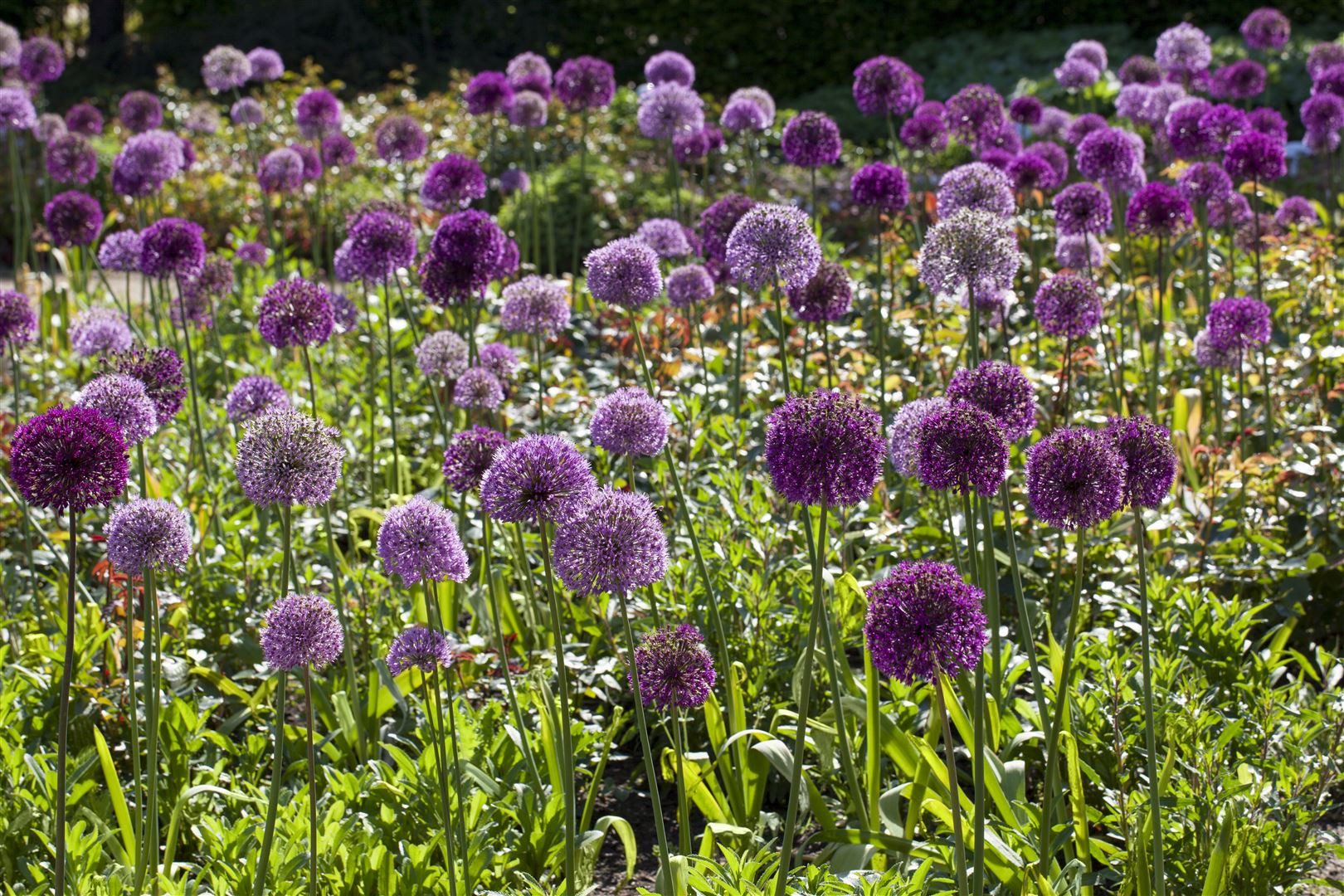 Pflanzen für Dich Staude Allium giganteum, 1 St., Riesenlauch