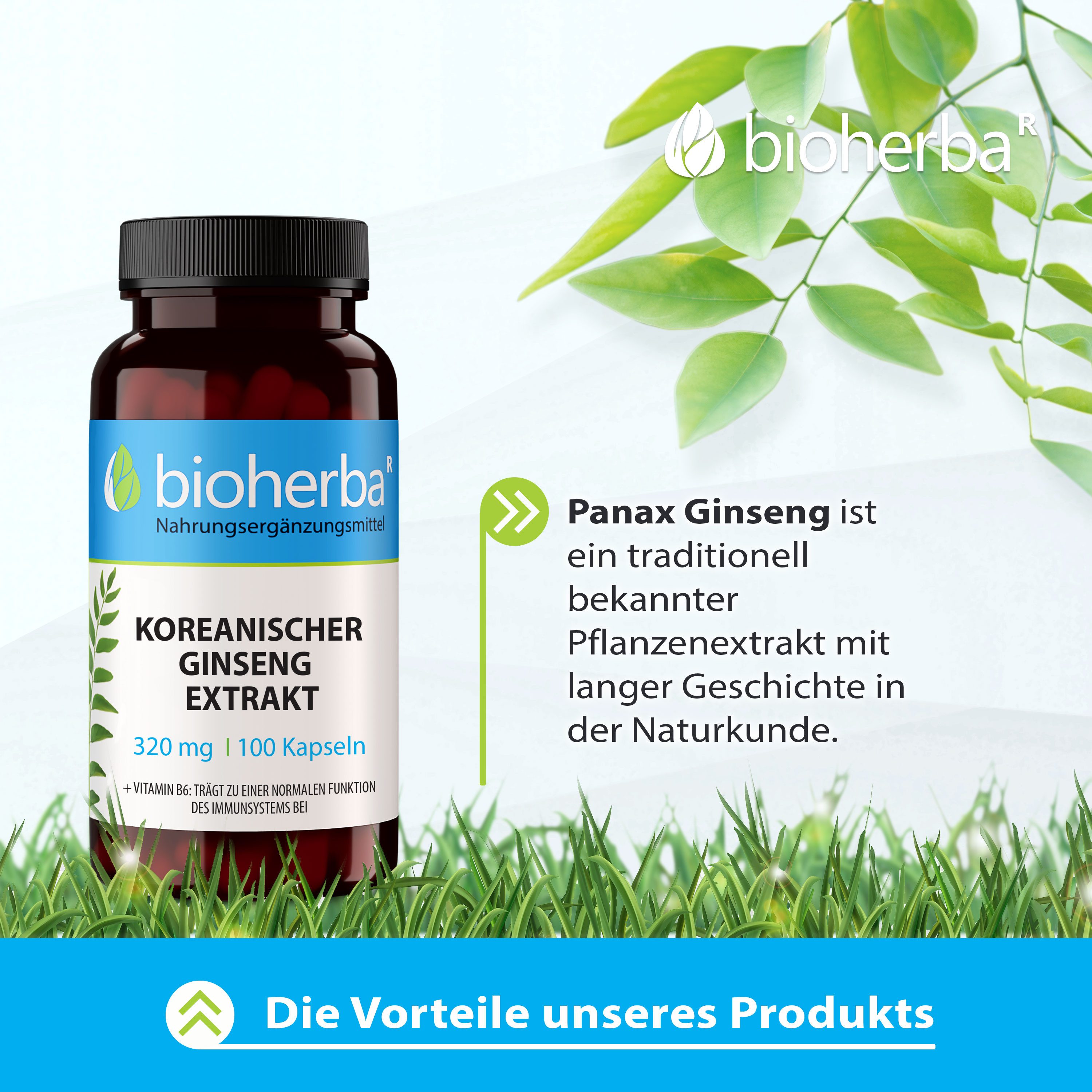 BIOHERBA R Bioherba Koreanischer Ginseng Extrakt 320 mg 100 Kapseln Nahrungsergänzungsmittel, 1 er