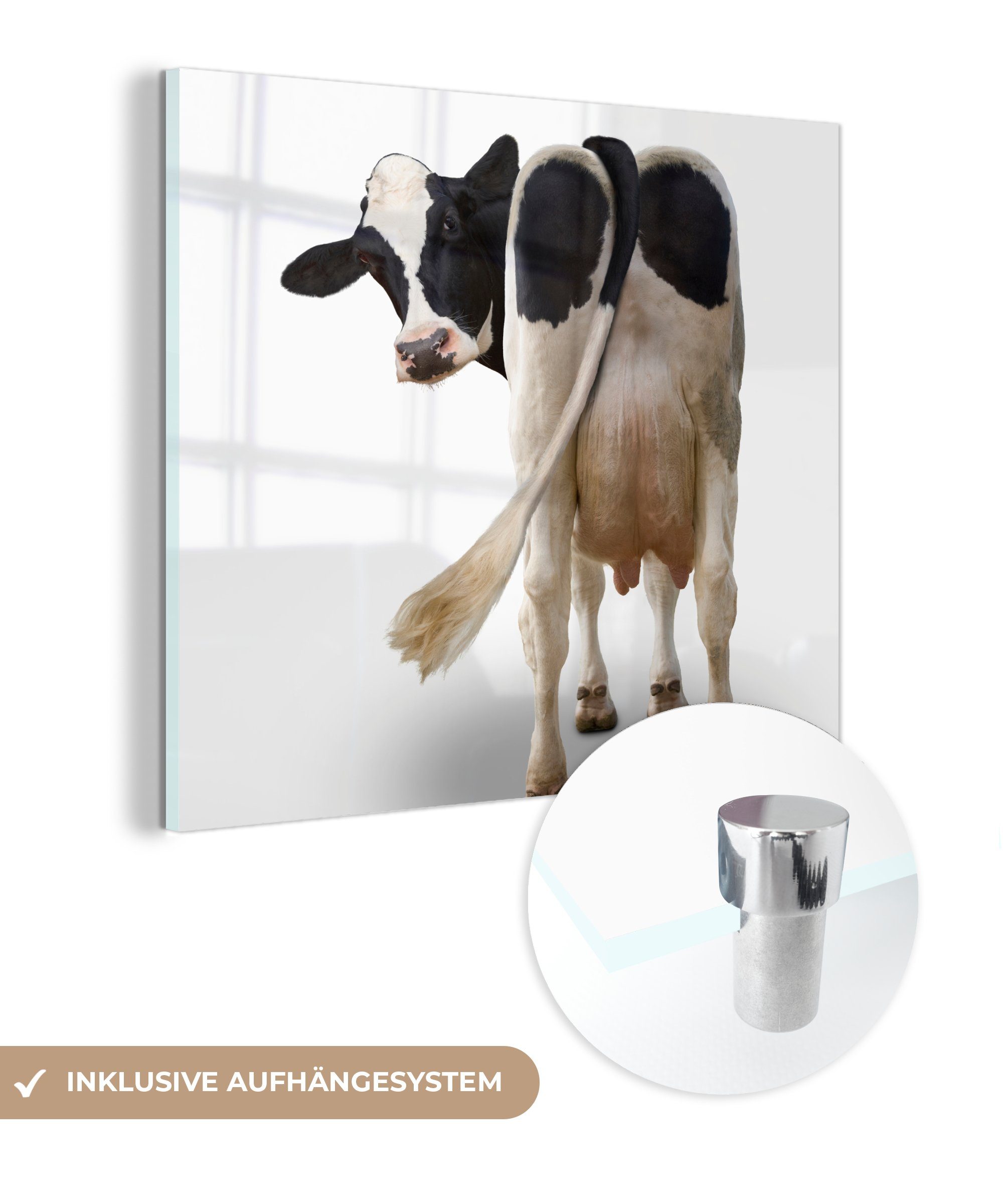 MuchoWow Acrylglasbild Kuh schaut von hinten in die Kamera auf weißem Hintergrund, (1 St), Glasbilder - Bilder auf Glas Wandbild - Foto auf Glas - Wanddekoration