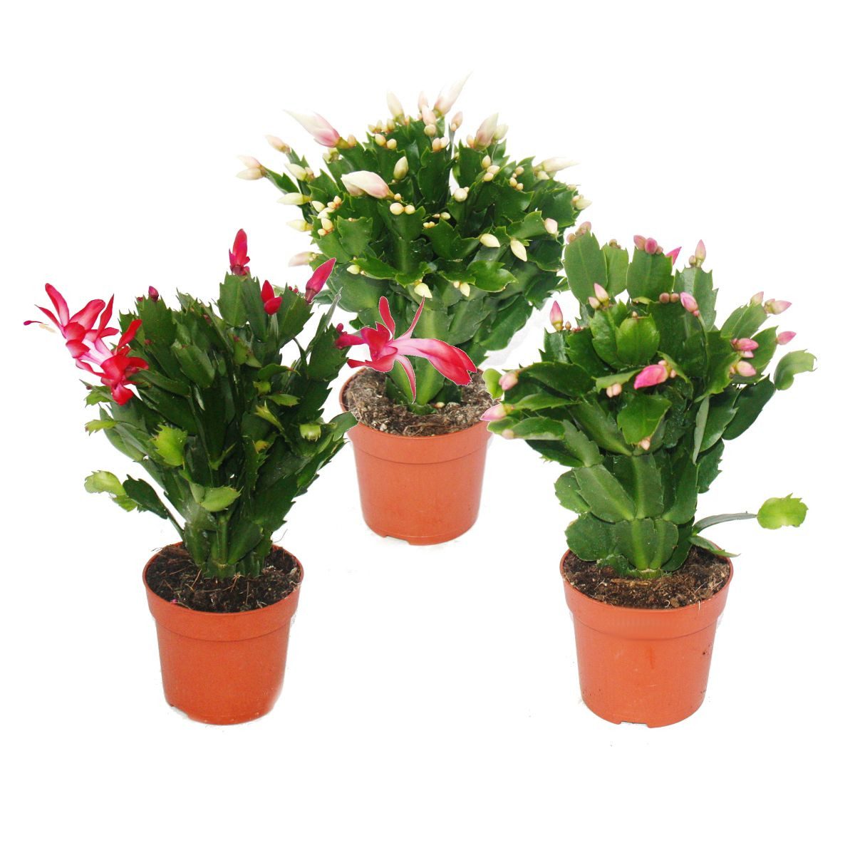 Exotenherz Kaktus Weihnachtskaktus - Schlumbergera - Set mit 3 Pflanzen