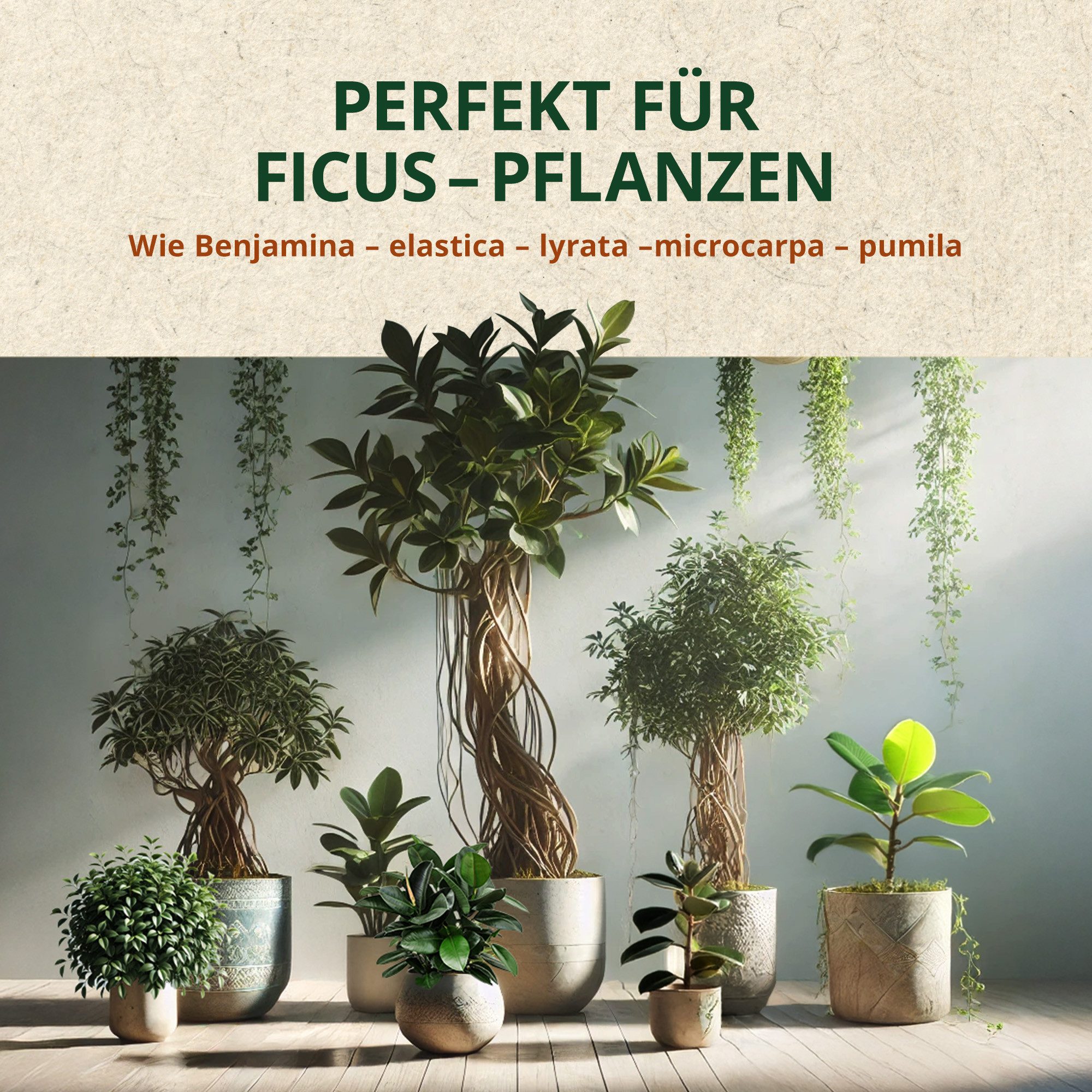 OraGarden Anzucht- und Kräutererde OraGarden Ficus-Erde, mit Wurmhumus, (Packung), 3 L – Bild 4 von 5