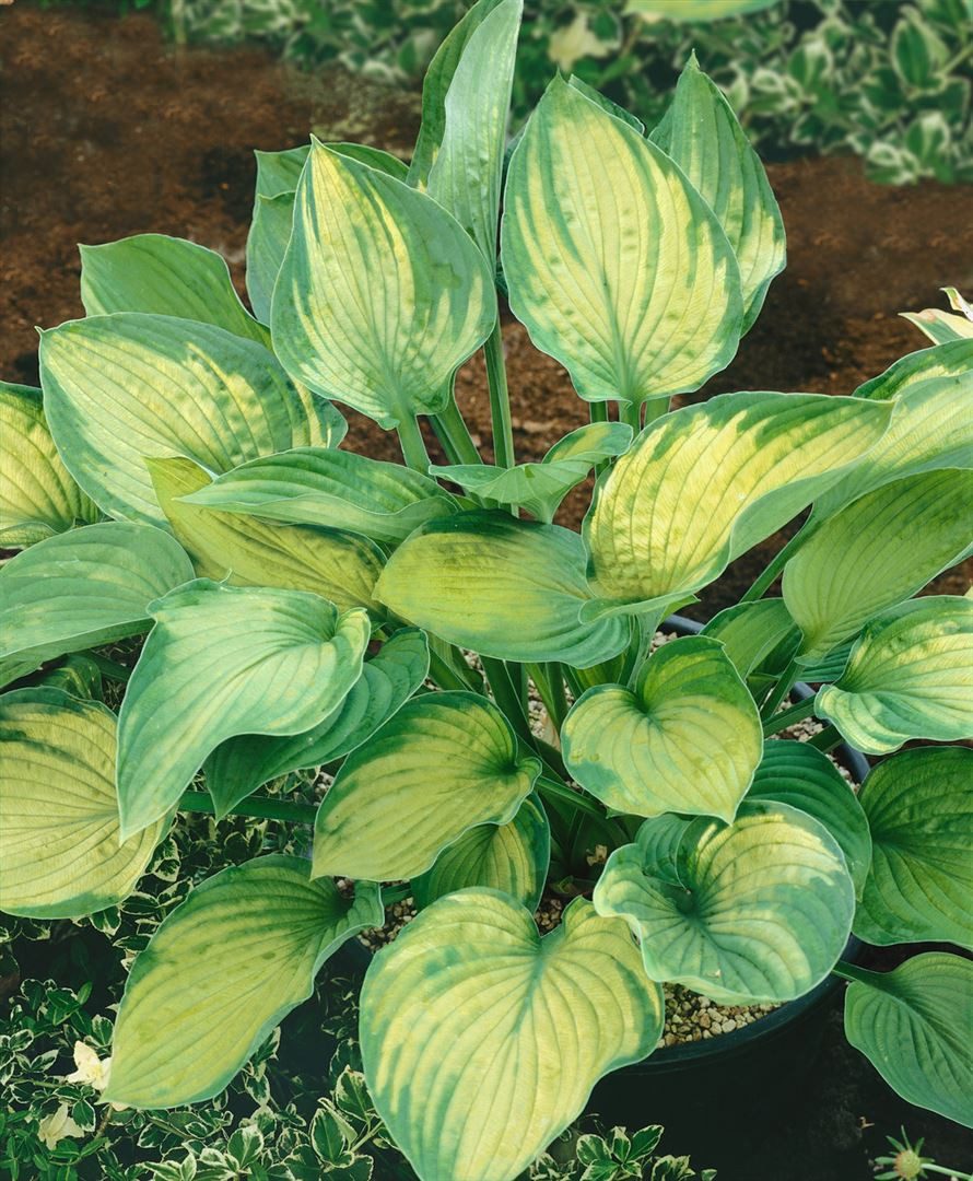 Pflanzen für Dich Staude Hosta fortunei Sharmon, 1 St., Funkie