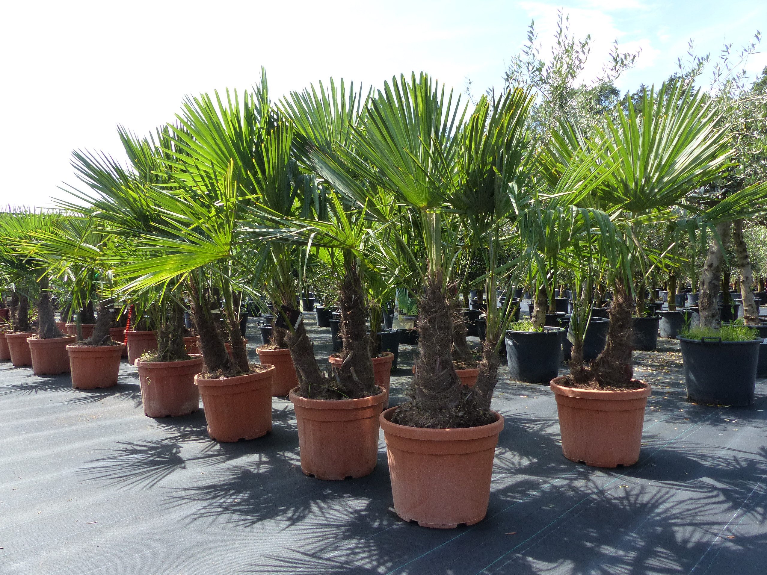 gruenwaren jakubik Baum mehrstämmig Trachycarpus Fortunei Palmengruppe, winterhart 220 cm
