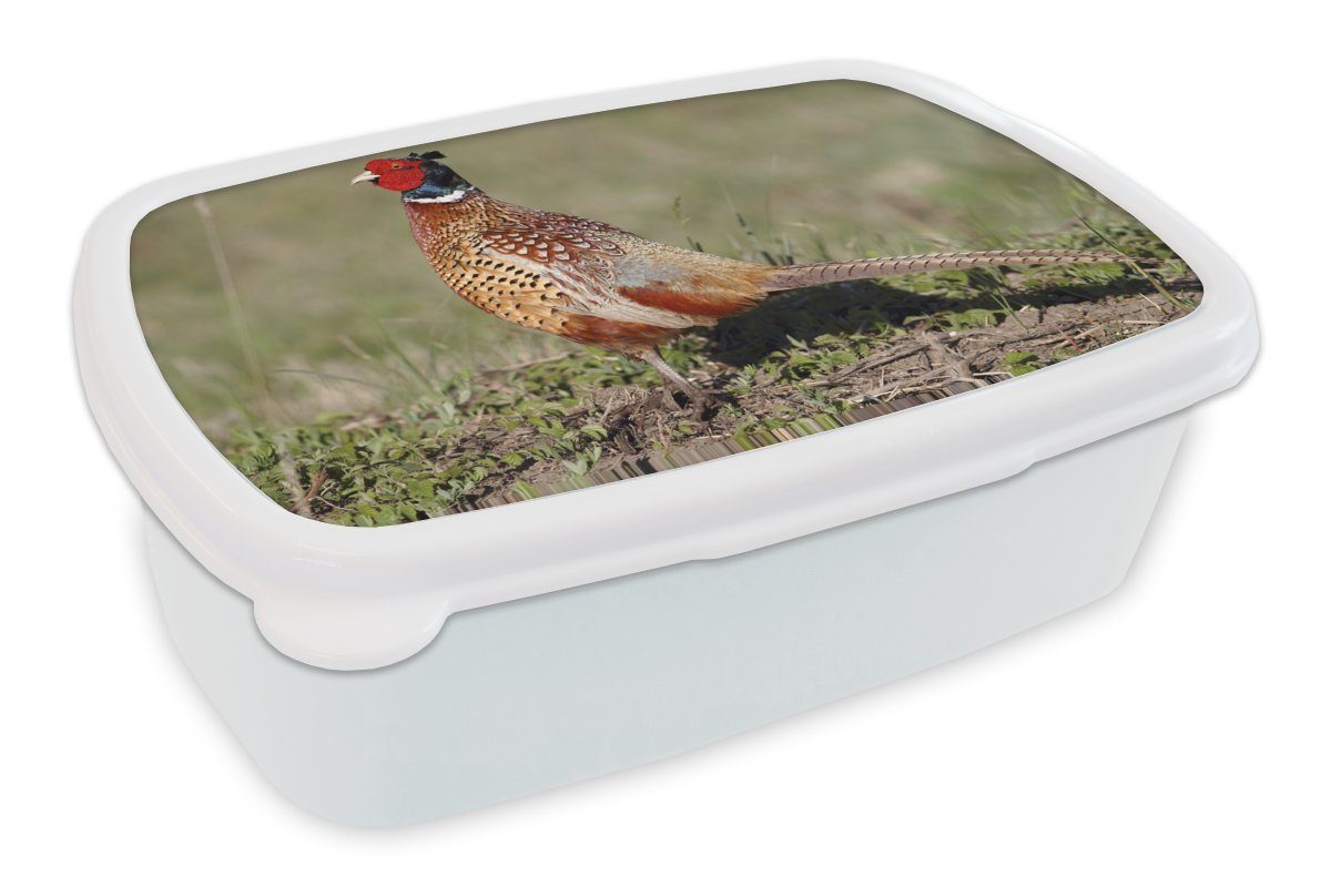 MuchoWow Lunchbox Fasan - Nahrung - Vogel, Kunststoff, (2-tlg), Brotbox für Kinder und Erwachsene, Brotdose, für Jungs und Mädchen weiß