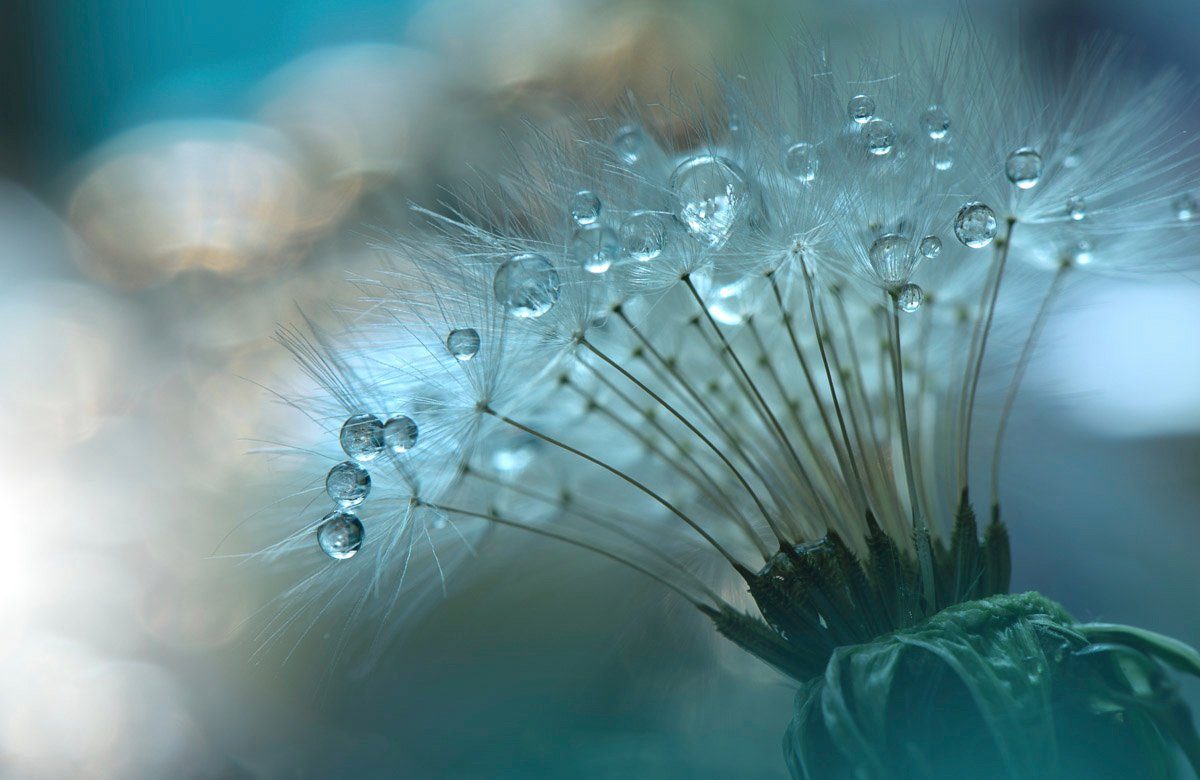 Papermoon Fototapete Zen Wassertropfen mit Blume Makro