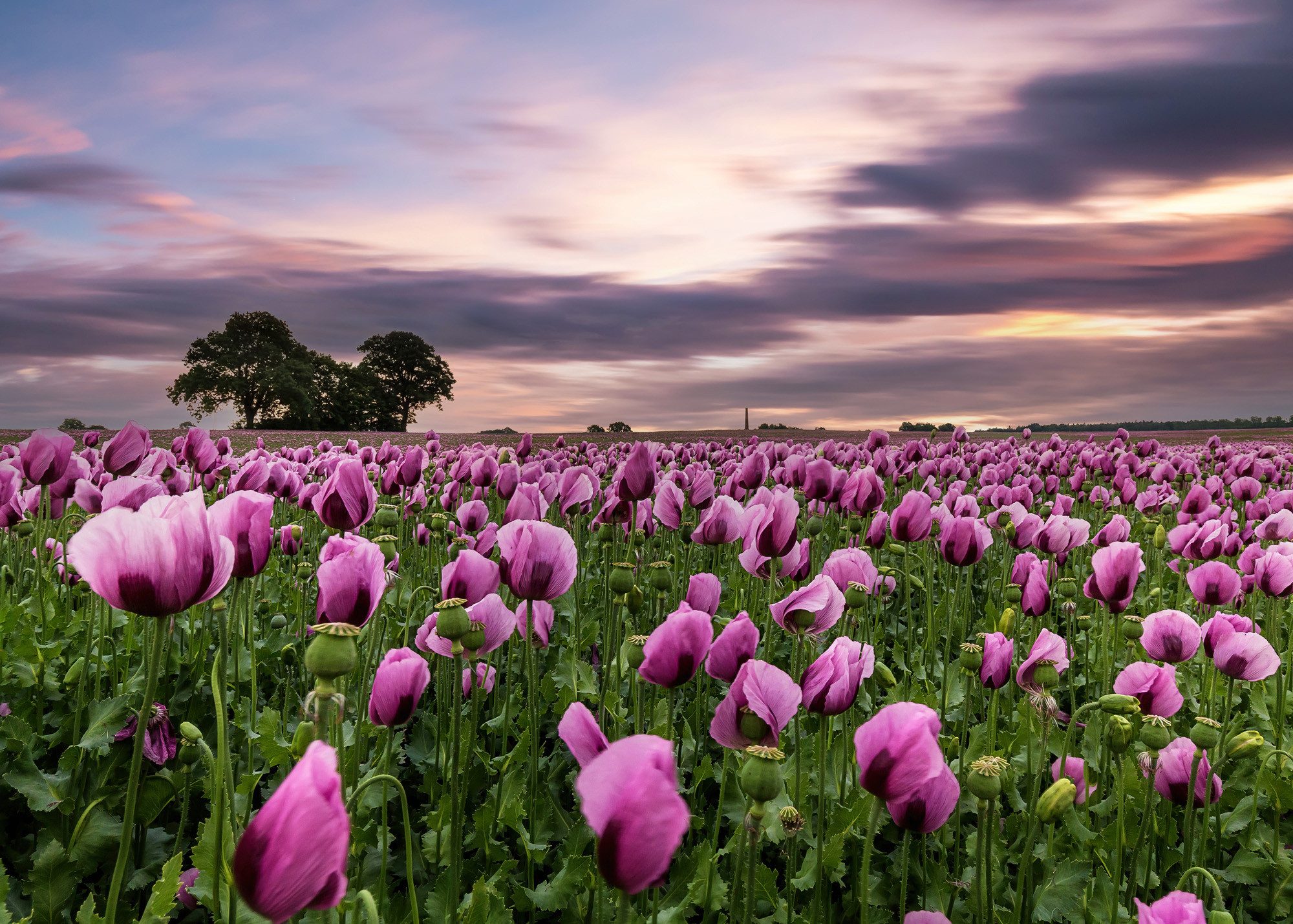 Rasch Fototapete Blumenwiese - Vliestapete Pink, floral, bedruckt, (1 Rolle, 1 St., Kollektion 'Magicwalls' - 2,65 m x 3,71 m), Lichtbeständige Farben - Feucht abwischbar - Restlost abziehbar
