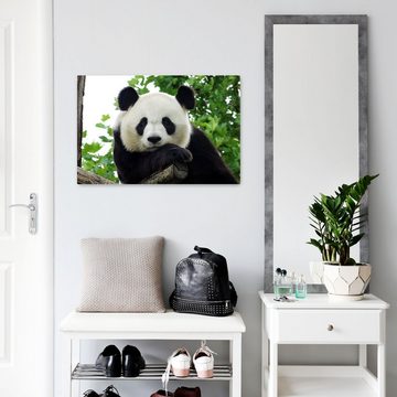 wandmotiv24 Leinwandbild Panda, Bär, Tier, schwarz, weiß, Tiere (1 St), Wandbild, Wanddeko, Leinwandbilder in versch. Größen
