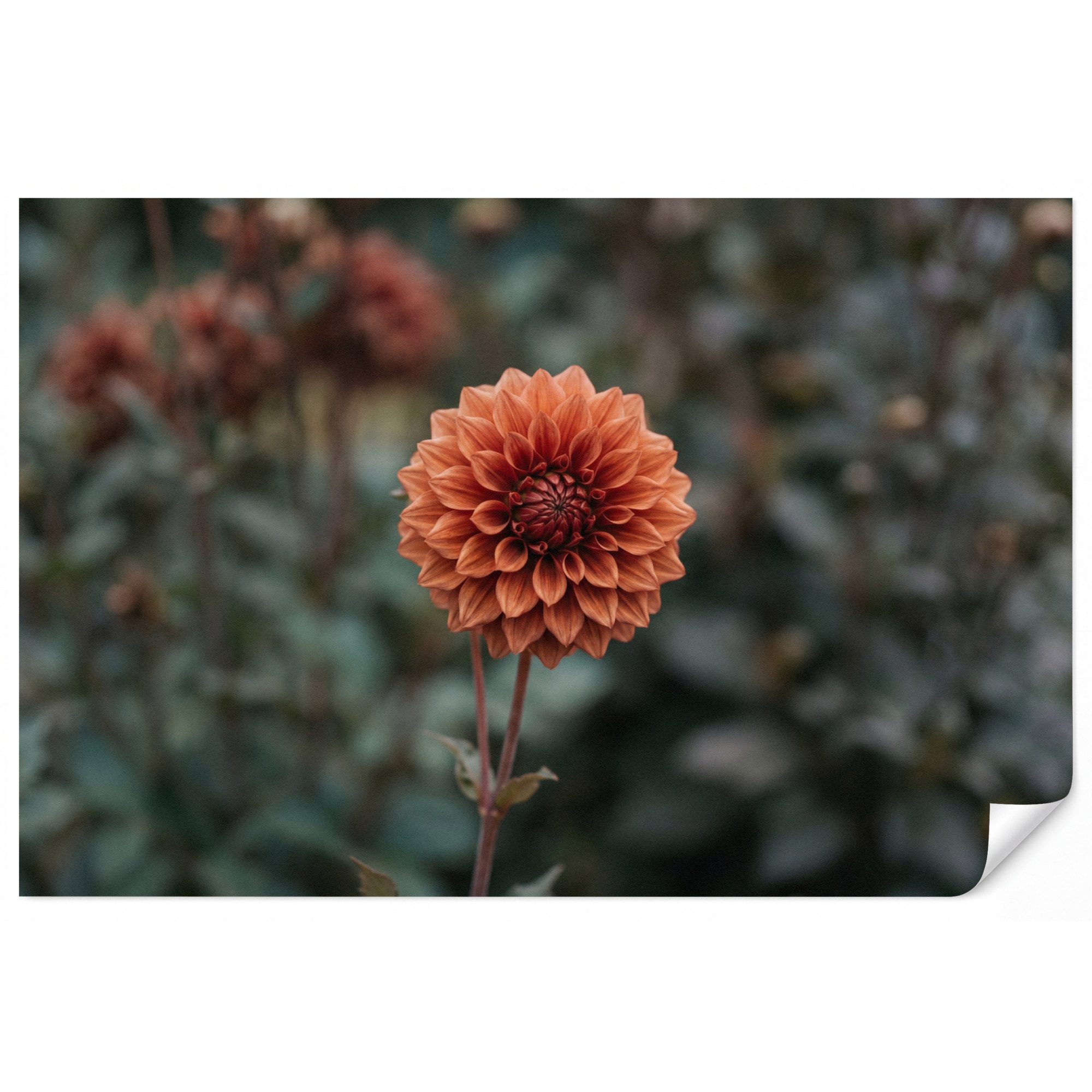 OnlyWow Fototapete Dahlie - Blume - Natur - Atmosphärisch, Matt, bedruckt, Wohnzimmer, Modern, Wanddekoration, Vliestapete 100x70cm