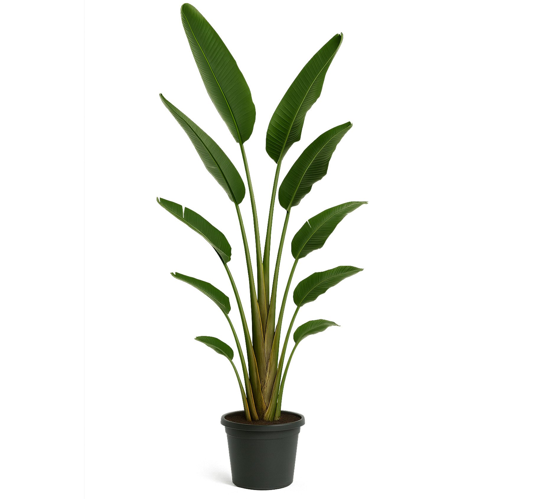 Palms-Store Kübelpflanzen Strelitzia Augusta Nicolai Baumstrelitzie Paradiesvogelblume 300 cm, Große, bananenähnliche Blätter mit architektonischer Wirkung