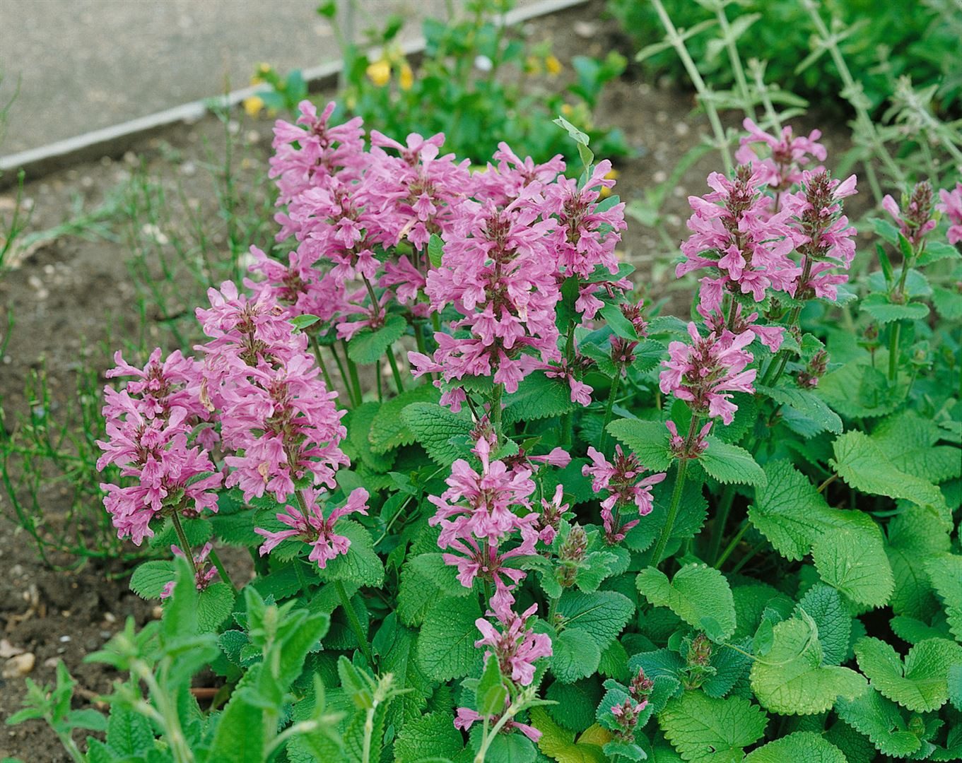 Pflanzen für Dich Staude Stachys grand. Superba, 1 St., Großblütiger Ziest