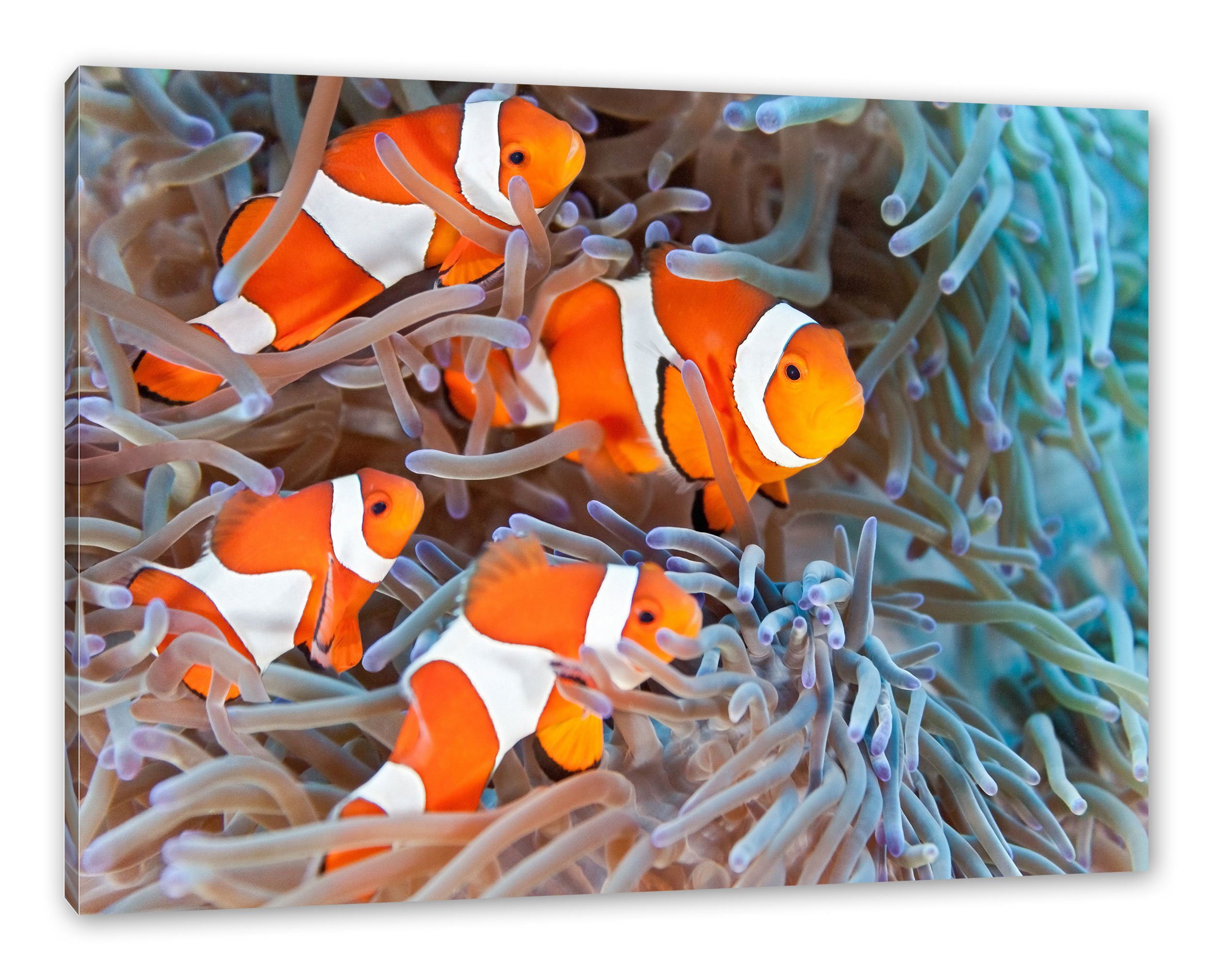 Pixxprint Leinwandbild Clownsfische in Anemone, Clownsfische in Anemone (1 St), Leinwandbild fertig bespannt, inkl. Zackenaufhänger | Leinwandbilder